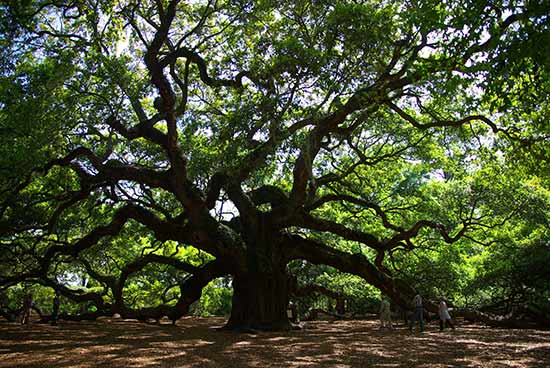 The Angel Oak