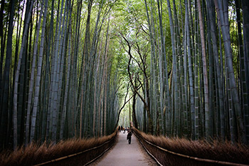 Sagano Bamboo Forest in Arashimaya, Kyoto, Japan