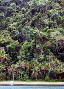 The Atlantic Forest in Brazil, home to the golden lion tamarin. Deforestation in this region has drastically reduced tamarin habitat, posing a great threat to the species. Credit: Barbara Eckstein