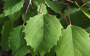 Bigtooth aspen leaves