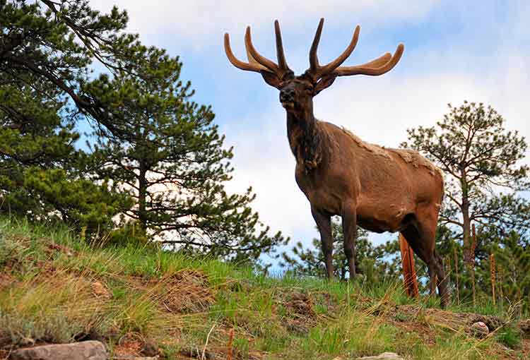 Rocky mountain elk