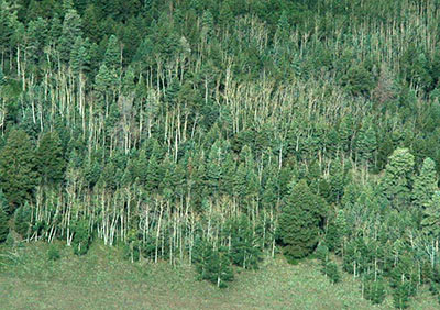 Aerial view of declining aspen stands