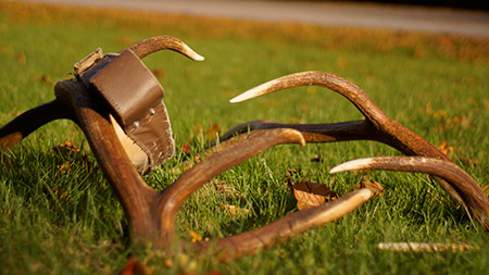 Elk antlers and adult radio collar