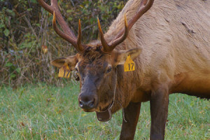 A tagged and collared elk