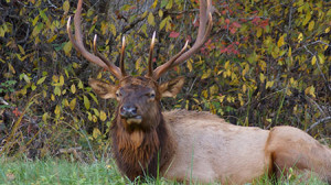 A bull elk chewing