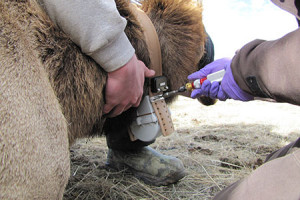 A collar being fitted on an elk