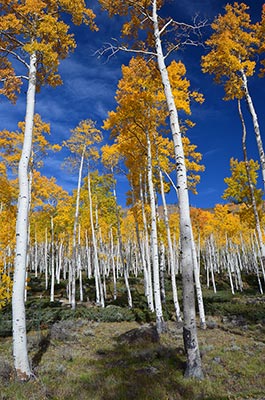The Pando Grove located in Fishlake National Forest