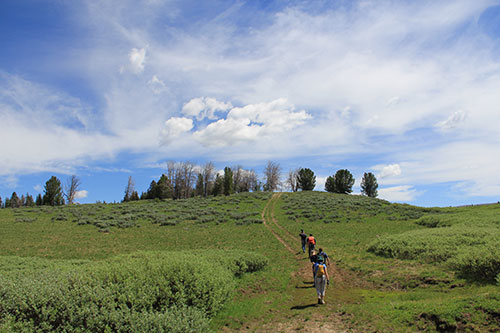 Volunteers hike to one of the sites where they applied phermone pouches to adult whitebark pine.