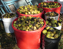 A typical harvest of black walnuts before processing. Anyone with a brown paper sack or a five-gallon bucket can sell their harvest at one of Hammons’ hulling stations.