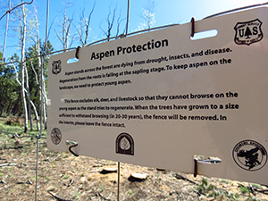 A fence protects young aspen from elk, deer and livestock