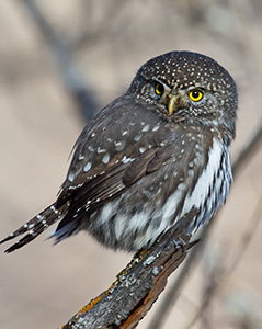 Northern pygmy owl 