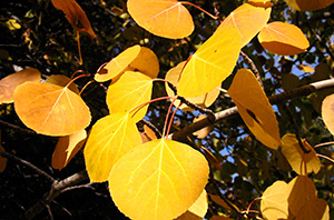 Quaking aspen fall foliag