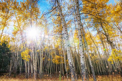 Aspen in Rocky Mountain National Park