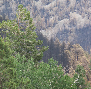 Green aspen contrast with the charred landscape after the Schultz Fire
