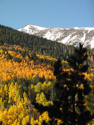 Snowcapped mountains above an aspen stand