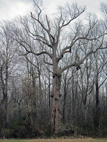 National champion tuliptree yellow-poplar during the winter