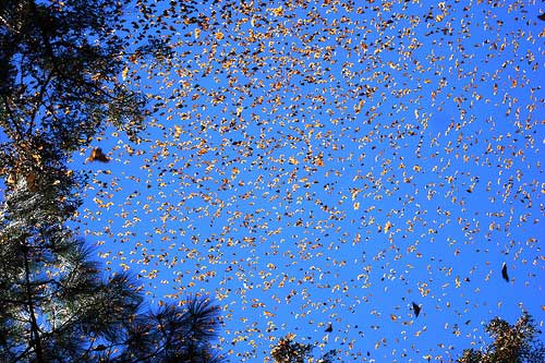 Monarch butterflies