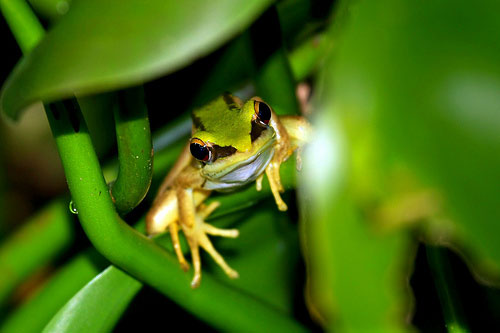 Tree frog at Sungei Buloh Wetland Reserve in Singapore. Credit: Nir Sinay