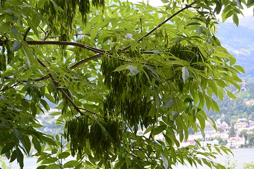 European ash, which faces serious threats from fungal infections and emerald ash borers. Credit: Alois Staudacher