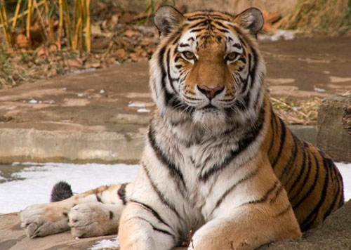 The Siberian tiger, whose habitat is threatened by rampant illegal logging in Russia