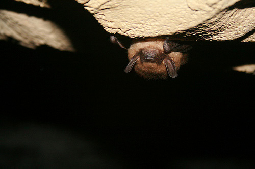 The big brown bat is one of the species of bat at risk of white nose syndrome.