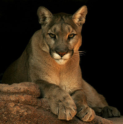 cougar