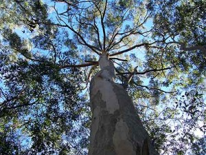 Eucalyptus trees like this one produce gold-flecked leaves when they grow over a gold deposit.
