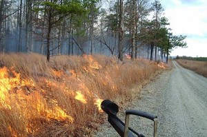 A prescribed burn at Fort A.P. Hill, Va.