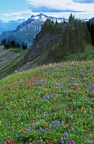 Alpine flowers on the slopes of Mount Rainier.