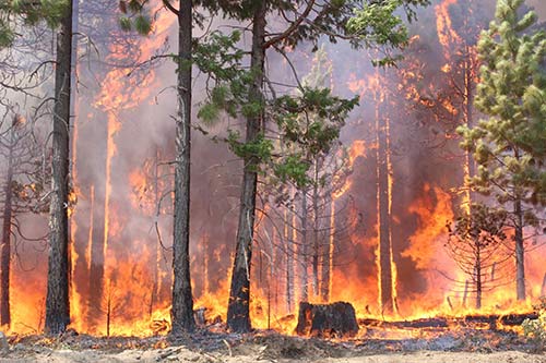 The Rim Fire in the Stanislaus National Forest