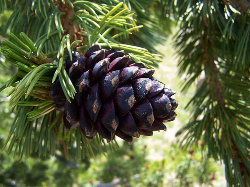 Whitebark pine cone. 