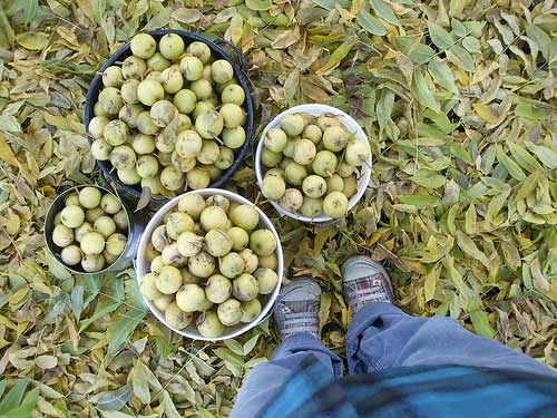 Harvested black walnuts