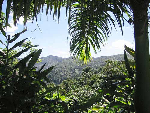 Caribbean National Forest
