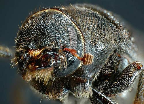 A close-up of a mountain pine beetle.