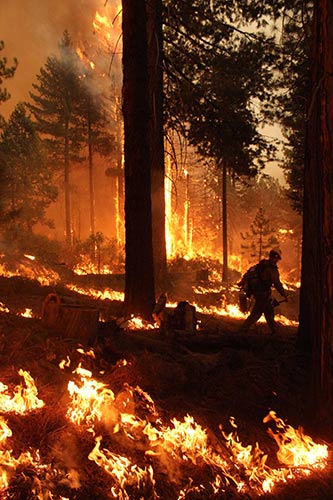 A firefighter combats a dangerous blaze in the Rim Fire in the Stanislaus National Forest 