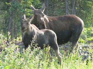Moose and calf in British Columbia.