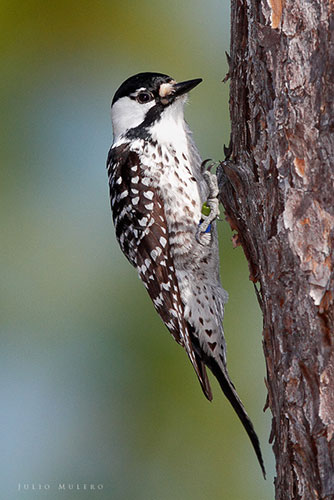 Red-cockaded woodpecker. 