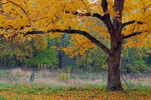 Sugar maple near the banks of the Mackinaw River - Money Creek Township; McLean County, Illinois