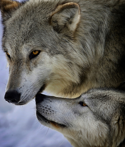 Gray wolves in Yellowstone National Park.