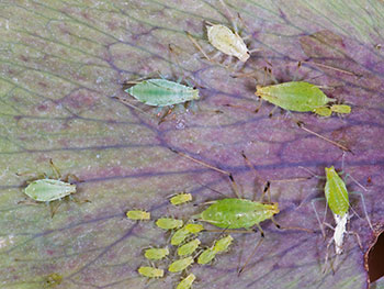 Aphids on a black hellebore plant.