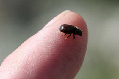 Mountain pine beetle.