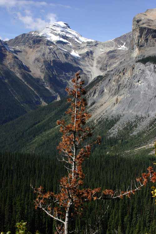 Whitebark pine in Canada's Yoho National Park succumbs to disease.
