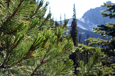 Whitebark pine in the subalpine zone of Wapiti Mountain in British Columbia’s Yoho National Park.