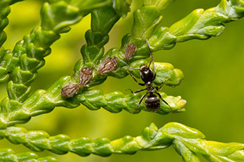 A Formica ant tending to an arborvitae aphid. 
