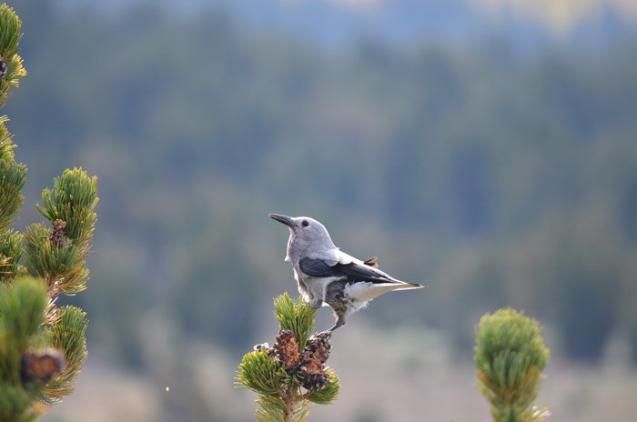 Clark's nutcrackers are the primary dispersers of whitebark pine seeds.