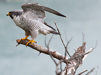 The peregrine falcon is a threatened species in Biscayne National Park