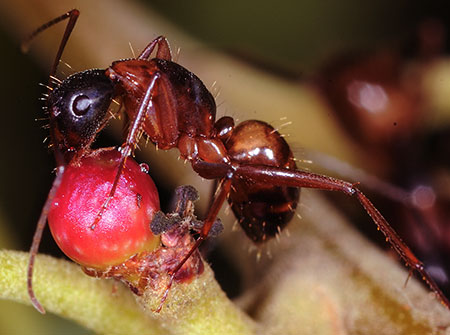 An American carpenter ant licks sugary nectar off the surface on an oak gall.