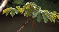 The rainforest tree Cecropia insignis is well known for its mutualistic relationship with Azteca ants, which live inside its hollow stems.