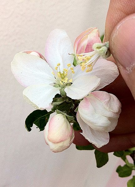 Artificial pollination with two apple blossoms