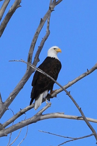 Bald eagle in Utah